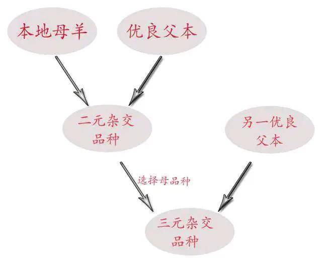 羊杂交有二元杂交,三元杂交和轮回杂交3种方式.