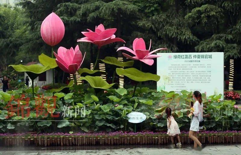 周末"荷"你有约!成都荷花展今日开幕,来看