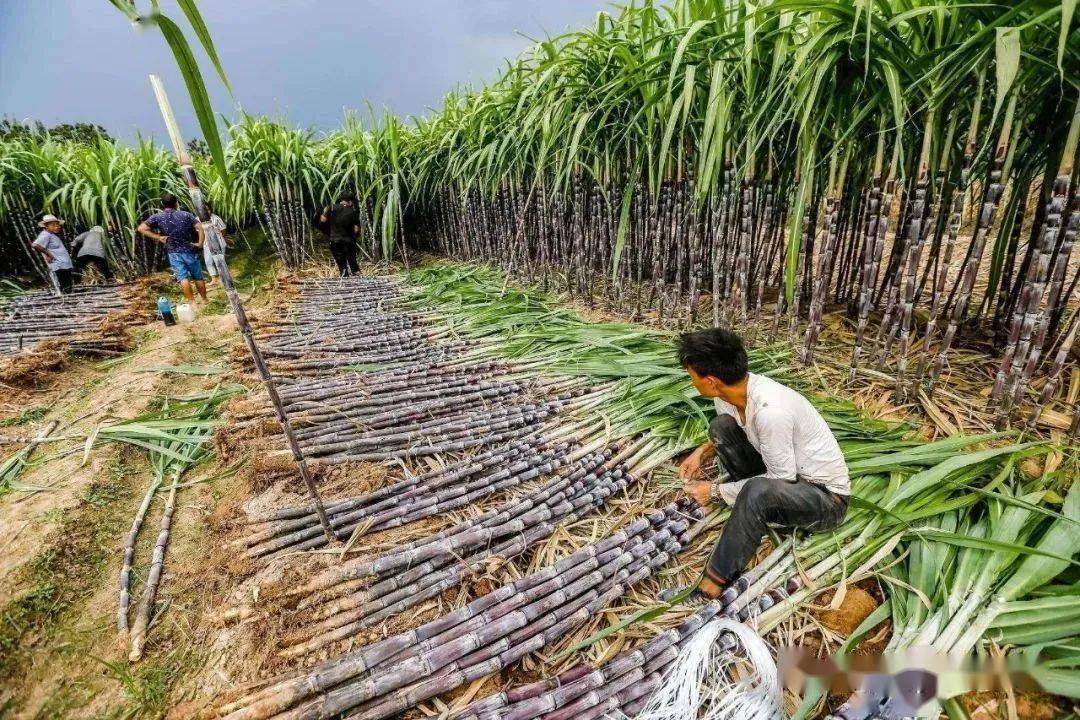 整理归纳】高考地理常考的主要农作物和水果分布、生长习性、种收季节