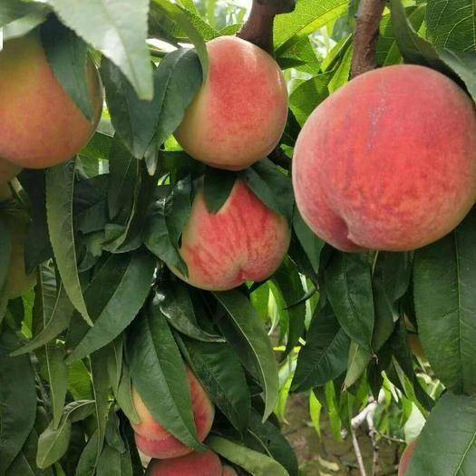 怎么卖水蜜桃 2f13d26c83eb4da284c1a85020687292.jpeg