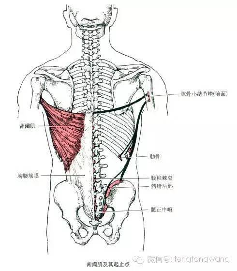 最全的肌肉起,止点 图解,赶紧收藏备用