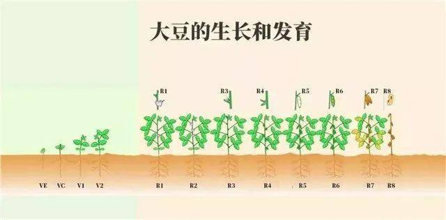 营养生长阶段,营养生长和生殖生长并进阶段和生殖生长阶段;种子萌发期