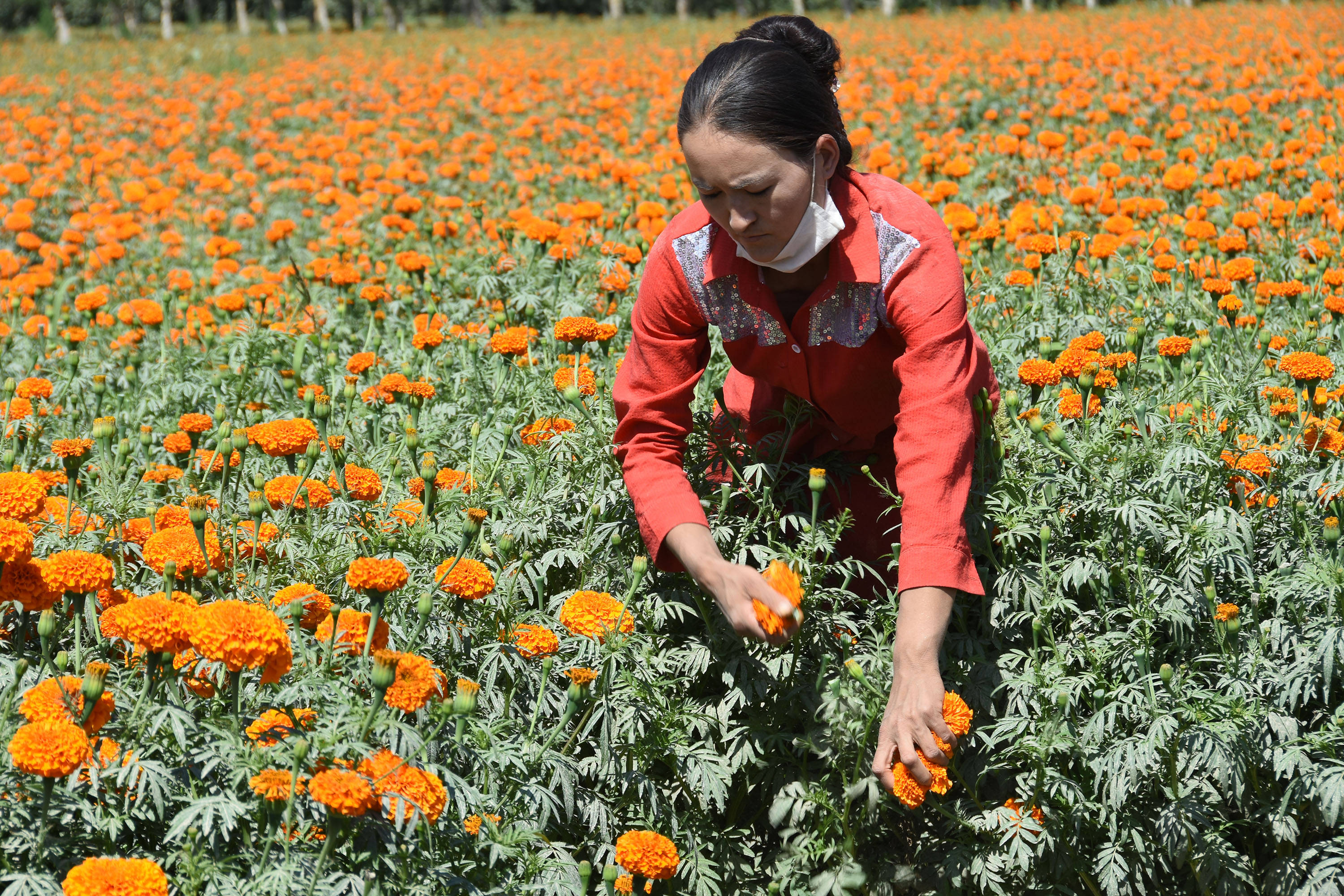 在新疆莎车县英吾斯塘乡一片500亩的万寿菊农田中,农民正在采摘万寿菊