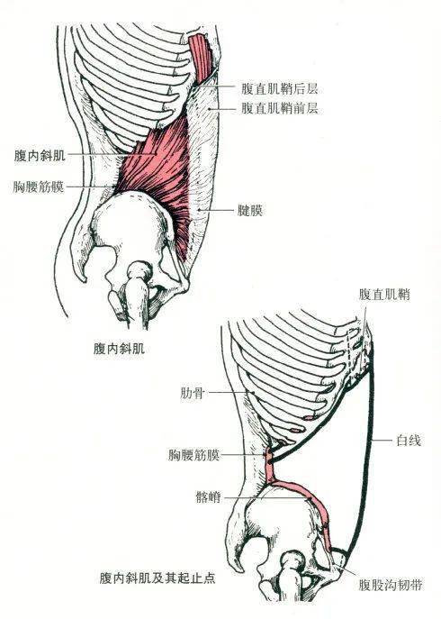 腹外斜肌部位:腹前外侧壁浅层.肌纤维由外上向前内下斜 ..