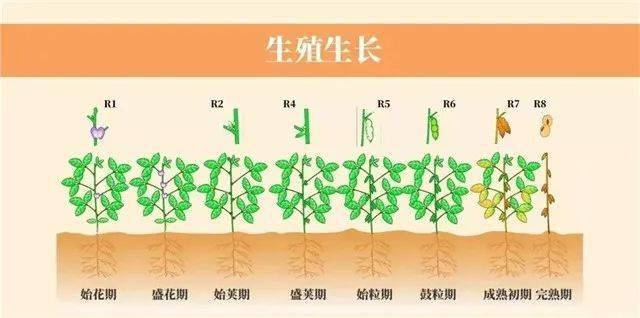 大豆一生