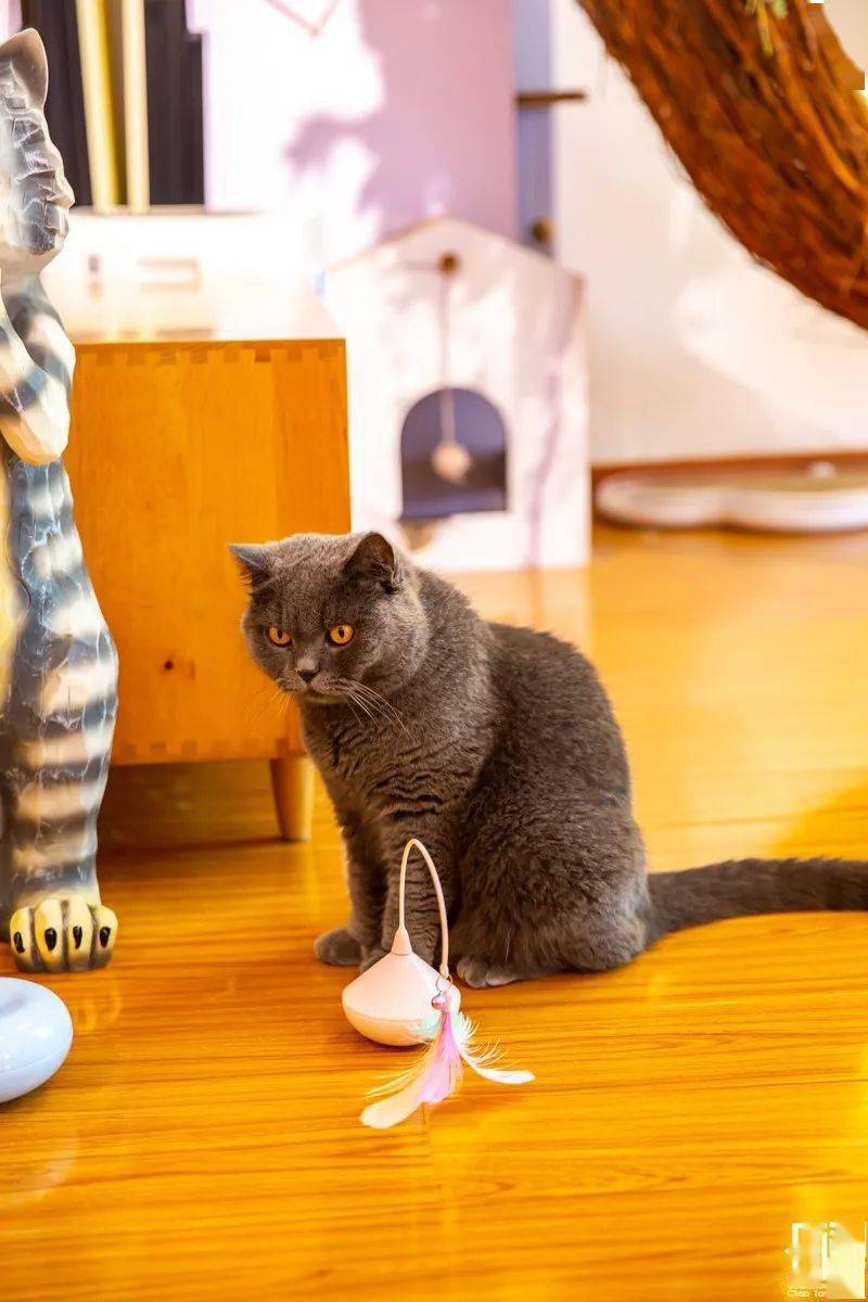 怎么赶走猫咪最有效 fdf162b0b91a4babb680654c011e1786.jpeg