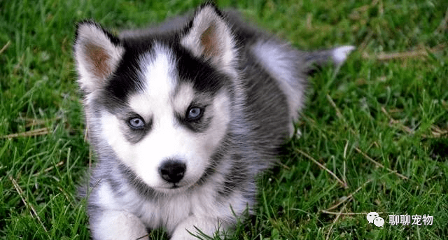 歪头杀柴犬 1d660a4735be49c4aaa625d88b6b29ca.png