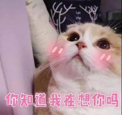 表情包杂集 || 猛狗哭泣
