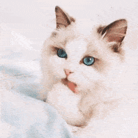 今晚dj猫打碟,大量蹦迪表情包预警.
