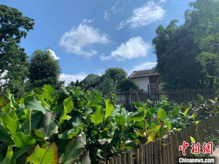 村民|云南罗平彝村人居环境改善 人畜分居后蝇蚊减少