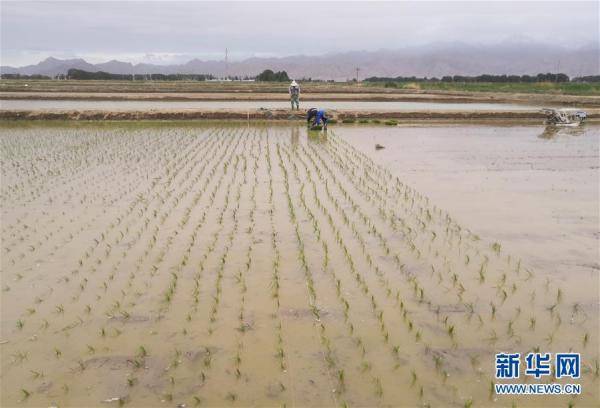 进行|厉害！海水稻种进青藏高原柴达木盆地