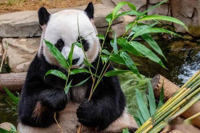 有一套肉食动物消化系统的大熊猫,为啥偏偏要吃竹子?