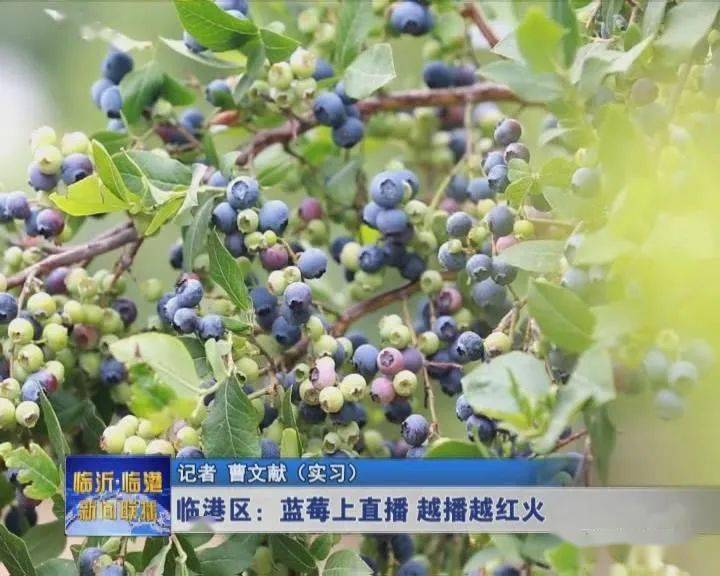 蓝莓产品直播 df87df89b26d435ebcc0451b9c435c38.jpeg