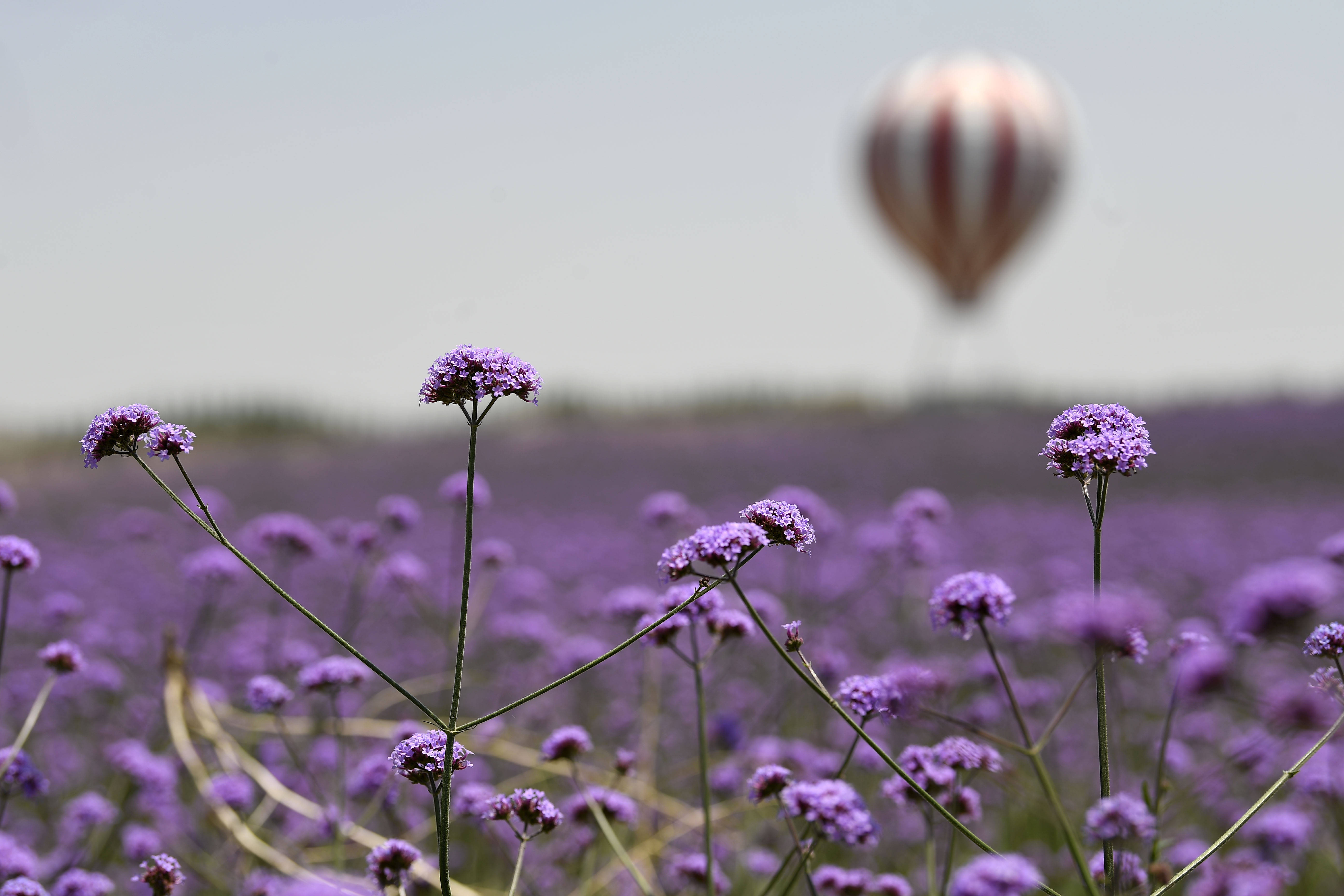 薰衣草|沙漠花海