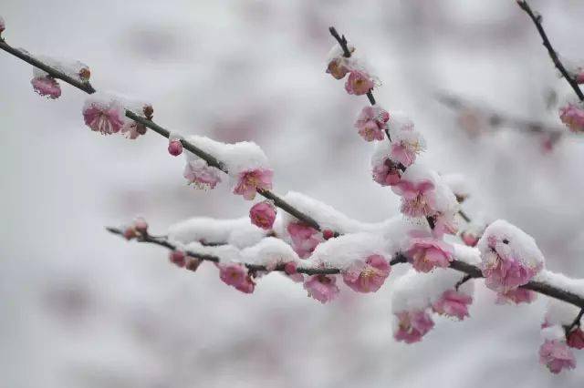 谁说梅花没有泪动态曲谱_谁说梅花没有泪图片