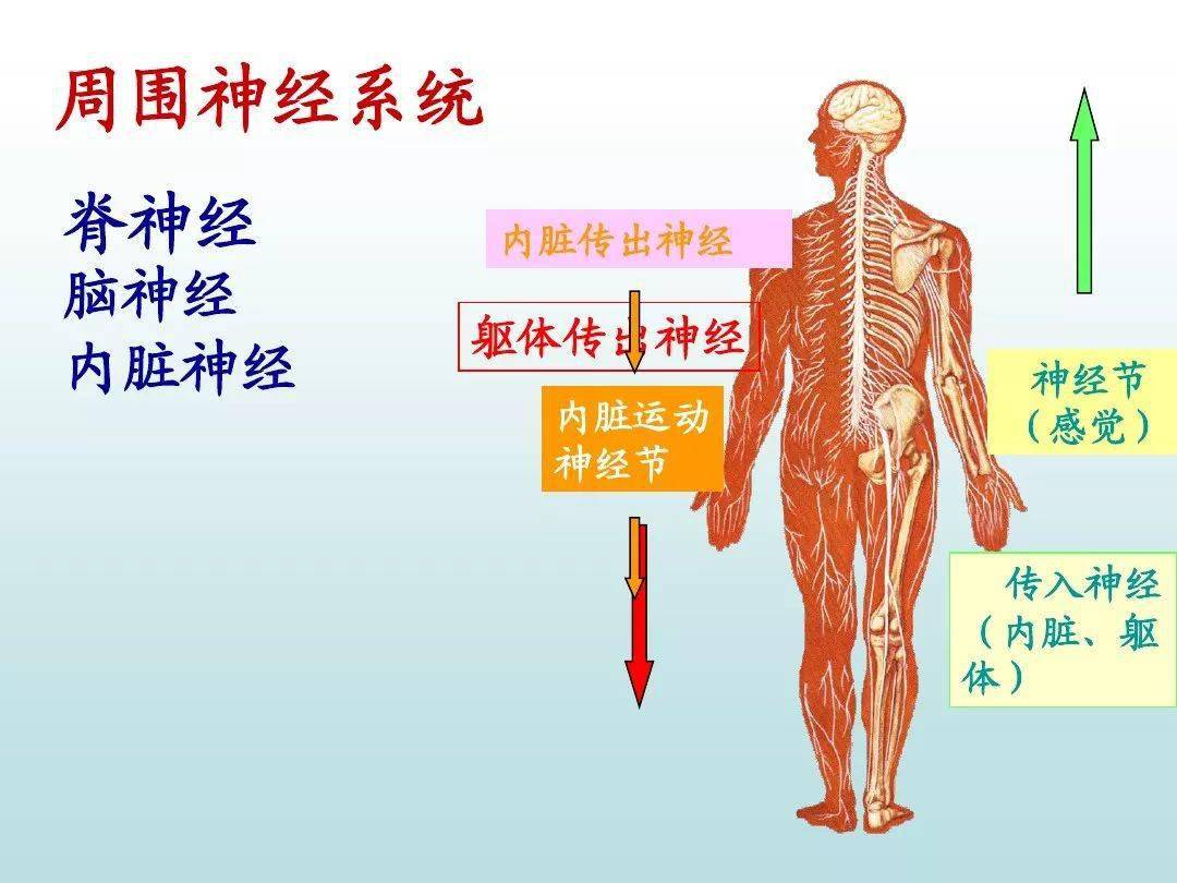 周围神经系统ppt,下载吧!_版权
