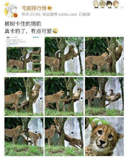 漫画豹子拟人漫画被卡主的猎豹哈哈哈有点可爱