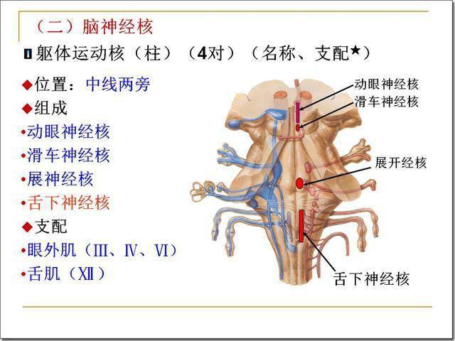 脑干解剖及损害分析_延髓