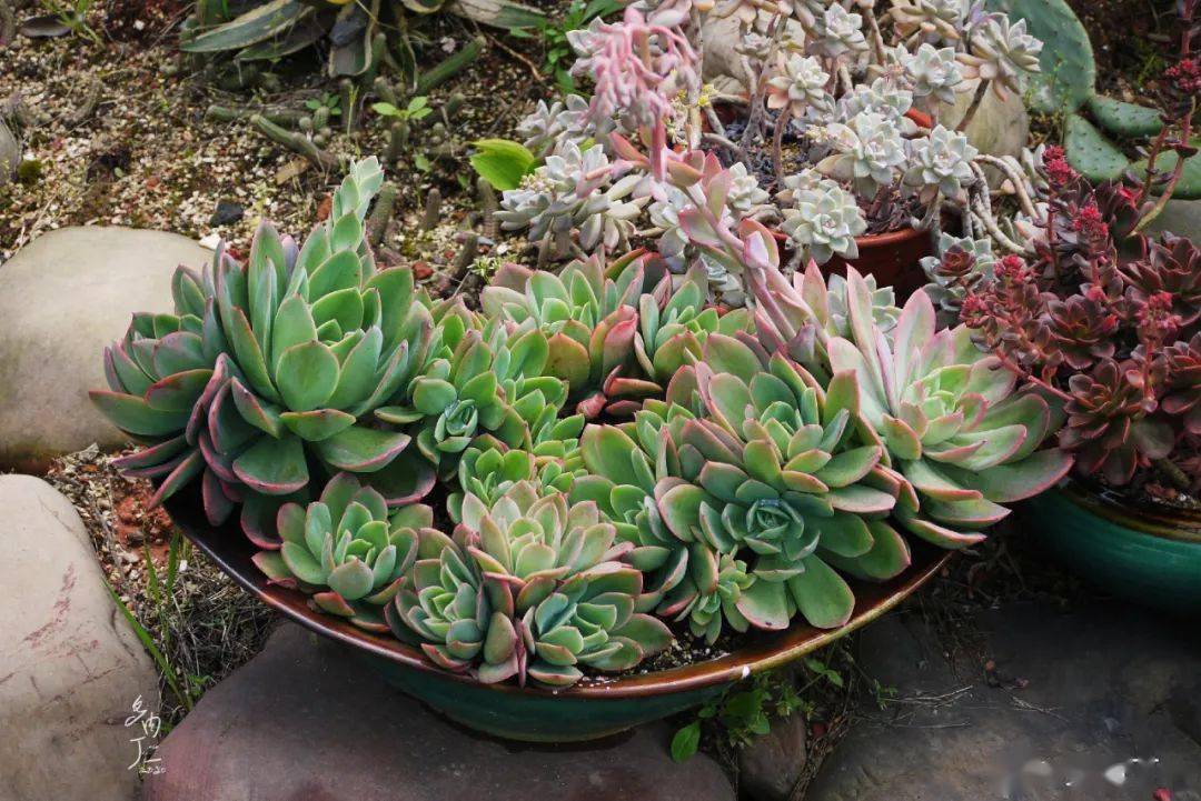 多肉种植基地 0457c4e0108b47959fd1e293311d5d80.jpeg