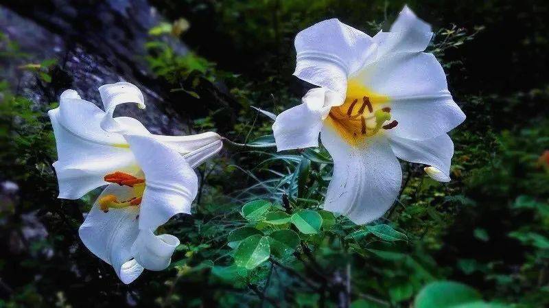 岷江百合 | 花开遍山野,终不负期待!