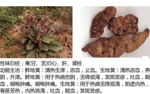 最全中草药图谱,附主治功效(吐血整理,建议收藏)