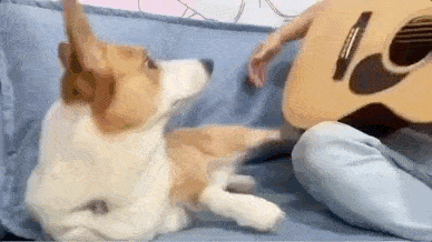 哎哟,他急了他急了  哈哈哈,快跑  保住小命要紧