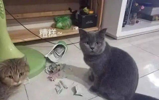 猫自己会开门有什么办法吗 db9927d419c34cd49283ebf20db6be0a.jpeg