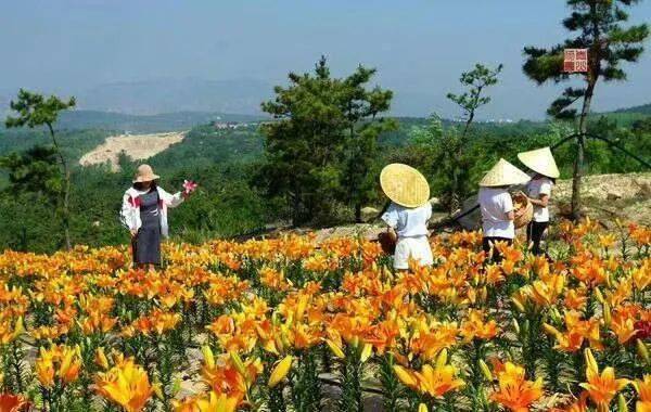 西海岸首家百合采摘园拍了拍你