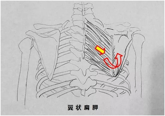 【医文医话】康复科:肩胛骨内侧疼痛 试试这些改善方法