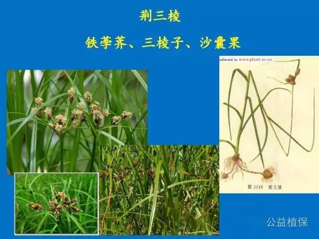 水稻水稻田杂草高清图片收藏版