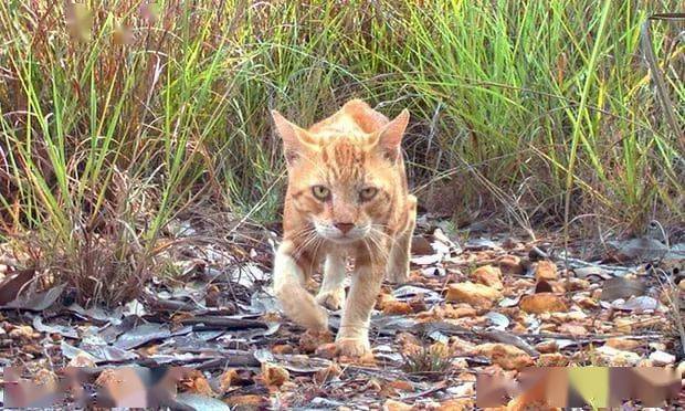 野猫战斗力爆棚管不住了澳洲要修全世界最长的防猫长城