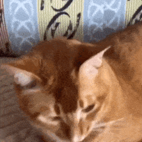 网红猫咪 | 沙雕猫咪敦敦表情包(三)