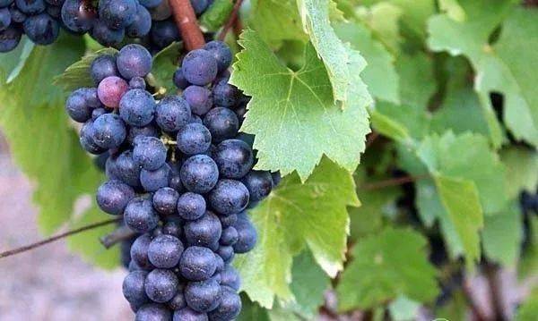 葡萄品种众多,一起见见最贵的八种葡萄