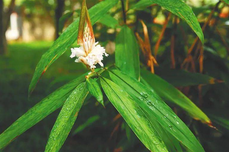 生物化学gdp的作用_化学手抄报