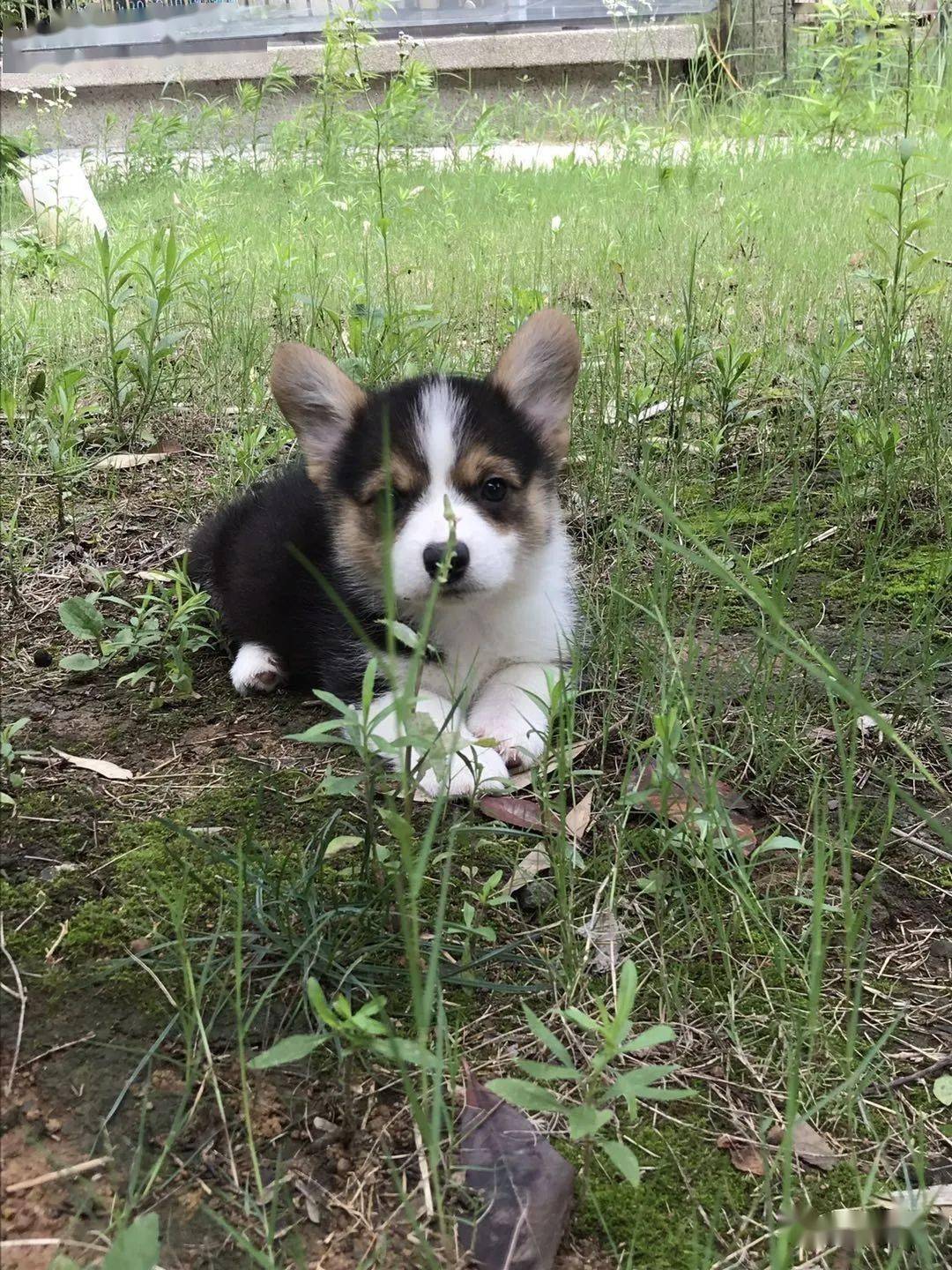 柯基排名_小型宠物犬排名柯基(2)
