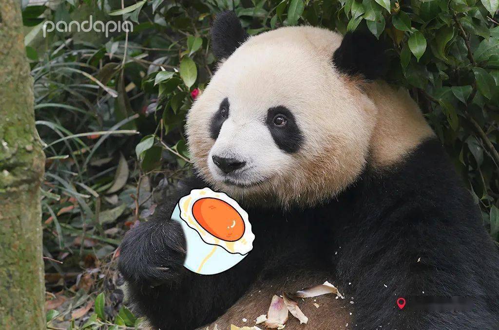 如果将粽子送给大熊猫,会发生怎样的故事?