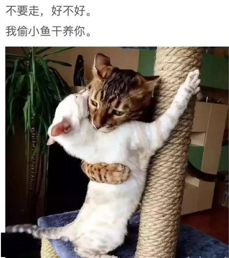 4d0c32ae44a54d8f85c3b1dfa18b0d38.jpeg