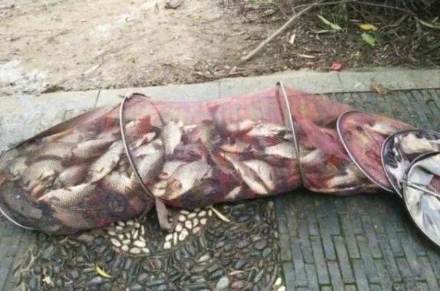 梦回水岸，解密梦见自己扣鱼时被鱼鳗咬的深层寓意