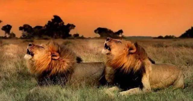 直击非洲狮子"坏男孩联盟",6只雄狮横扫草原,1年屠杀上百只狮子