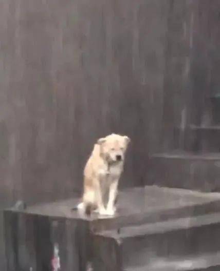 大雨倾盆时狗狗被淋透,脖子有枷锁,默默在雨里哭泣