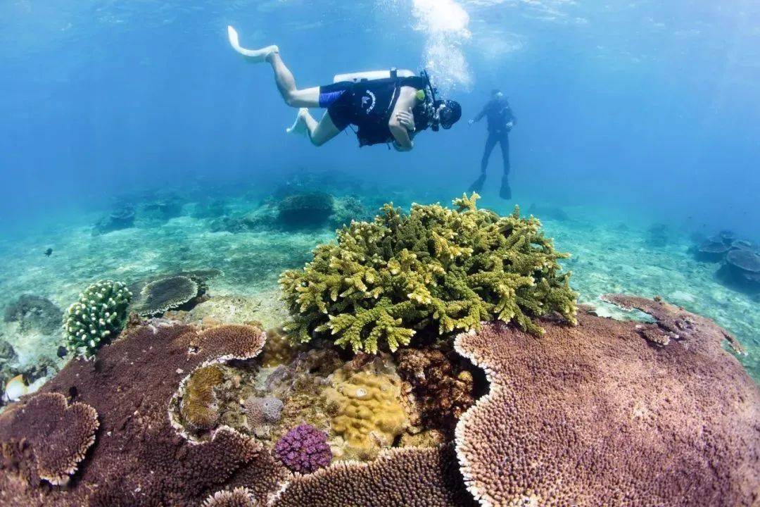 大三亚旅游经济圈在温度,水质等方面有着优良的潜水条件,一年中的大多