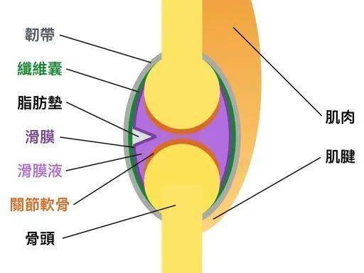 你拉的是肌肉还是把韧带拉松？