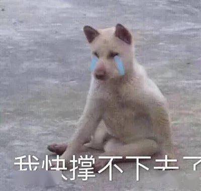救救我家狗子吧!