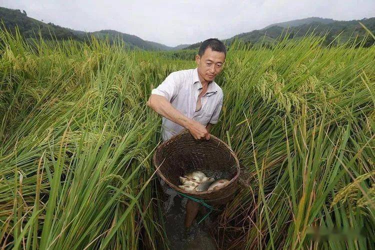 怎么养鱼长得好 ab4e96ae54f0496fa86a6f960e10d667.jpeg