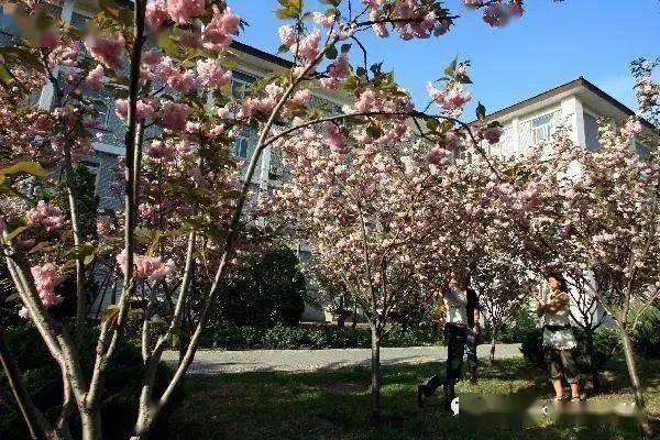 专业|北京语言大学：新增语言学等专业 绝大多数专业不限选考科目