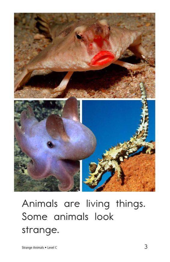 strange animals,farmanimals 【raz-c-63】strange animals