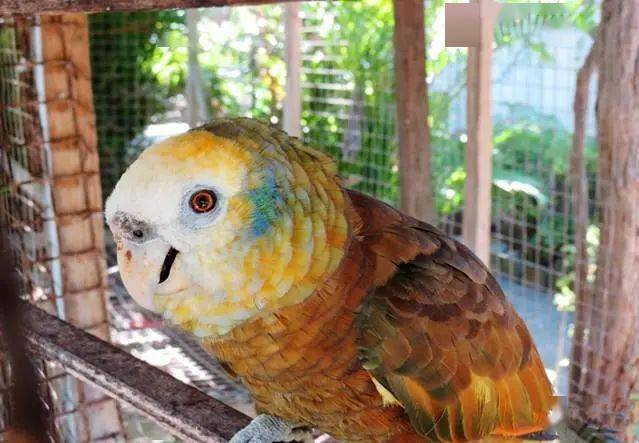 长寿鹦鹉——圣文森特亚马逊鹦鹉