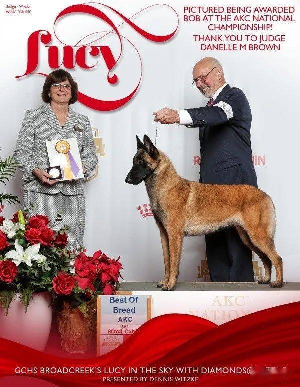 每日一王者lucy名门闺秀美国akc比利时马林诺斯犬新任no1