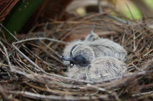 猫头鹰宝宝趴着睡觉的样子,也太像猫了吧?