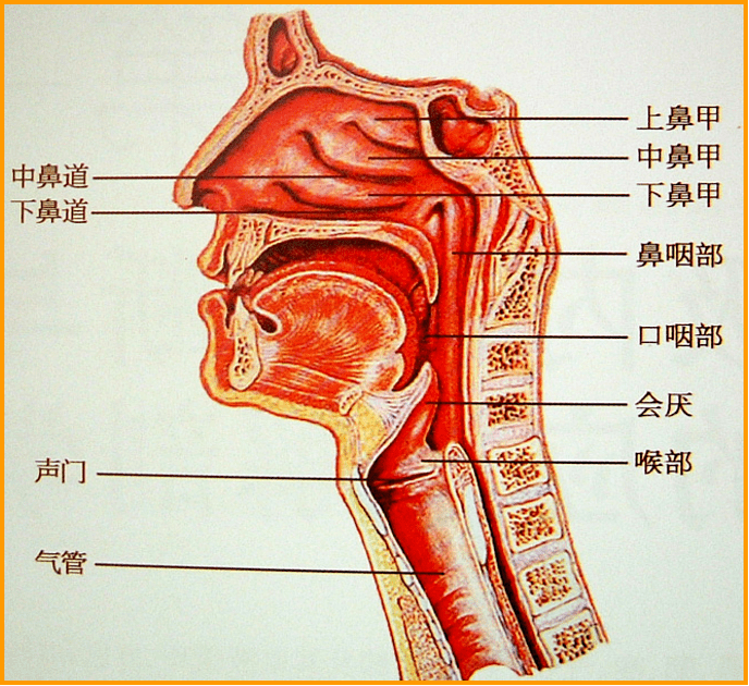 大咖讲座 | 刘进教授:快速顺序诱导气管插管